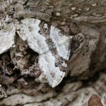 70.054 - Silver-ground Carpet