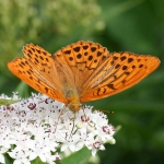Fritillaries