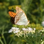 Silver-washed Fritillary
