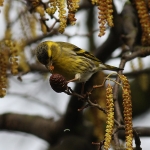 Siskin