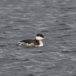 Slavonian Grebe