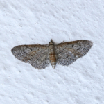 70.147 - Slender Pug