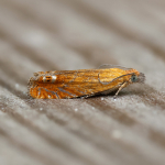 49.345 - Lathronympha strigana