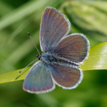Small Blue