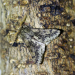 70.246 - Small Brindled Beauty