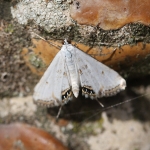 63.116 - Cataclysta lemnata