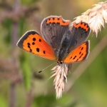Small Copper