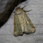 73.147 - Small Dotted Buff