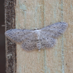 70.008 - Small Dusty Wave