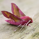 69.017 - Small Elephant Hawk-moth