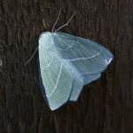70.302 - Small Emerald