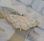 70.013 - Small Fan-footed Wave