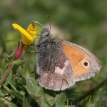 Small Heath