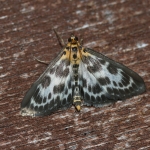 63.025 - Anania hortulata