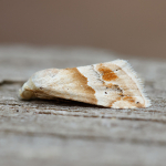 72.073 - Small Marbled