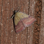 72.067 - Small Purple-barred