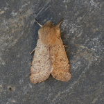 73.245 - Small Quaker