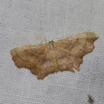 70.015 - Small Scallop