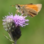 Small Skipper