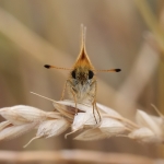 Essex Skipper