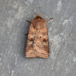 73.334 - Small Square-spot