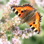 Small Tortoiseshell