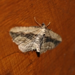 70.126 - Small Waved Umber