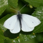 Small White