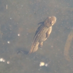 Smooth Newt