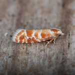 49.306 - Rhyacionia pinicolana