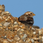 Snow Bunting