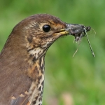 Song Thrush