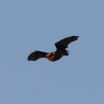 Soprano Pipistrelle
