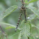 Southern Hawker