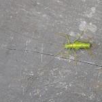 Southern Oak Bush-cricket