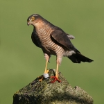 Hawks