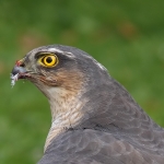 Sparrowhawk
