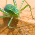 Speckled Bush-cricket