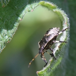 Spiked Shieldbug