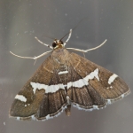 63.047 - Spoladea recurvalis