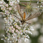 Craneflies