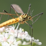 Tiger Cranefly