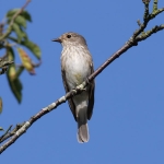 Flycatchers