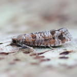 49.307 - Rhyacionia pinivorana