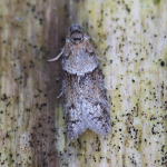 49.044 - Tortricodes alternella