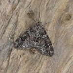 70.079 - Spruce Carpet
