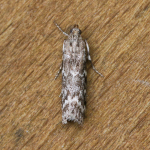 62.026 - Dioryctria schuetzeella