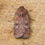 73.357 - Square-spot Rustic