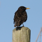 Starlings