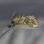 63.056 - Cynaeda dentalis